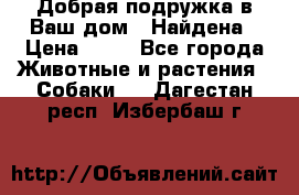 Добрая подружка,в Ваш дом!!!Найдена › Цена ­ 10 - Все города Животные и растения » Собаки   . Дагестан респ.,Избербаш г.